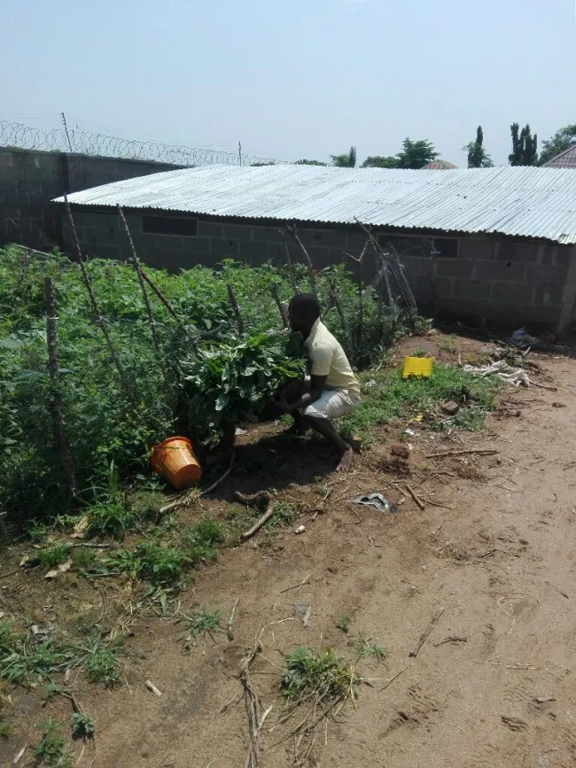 enough vegetables RIJA FARMS