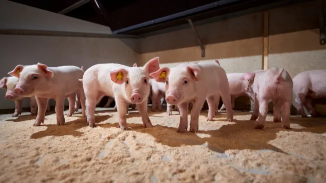 Every pig counts when it comes to your profit