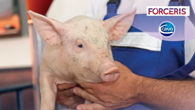 Prevalencia de anemia ferropénica en lechones predestete en granjas comerciales de Argentina