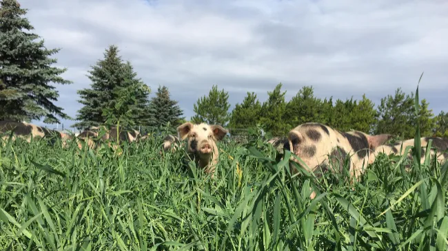 Continuing the Journey: From Germany to Poland – A Farmer’s Perspective on Ethical Farming