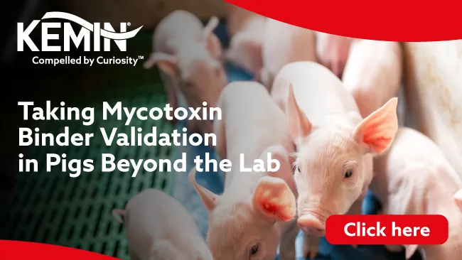 Taking Mycotoxin Binder Validation in Pigs Beyond the Lab 