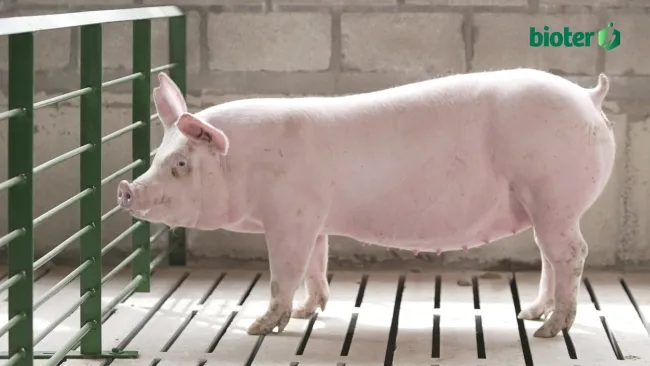 Nutrición, ambiente y productividad en hembras reproductoras: ¿Cómo se relacionan?