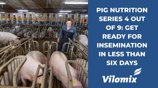 Pig nutrition series 4 out of 9: Get ready for insemination in less than six days