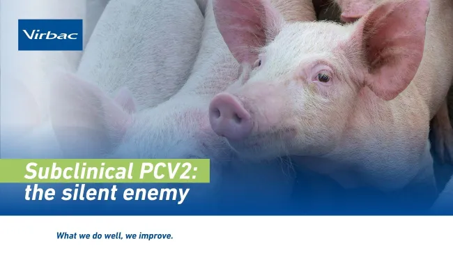 Subclinical PCV2: the silent enemy