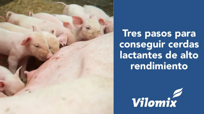 Tres pasos para conseguir cerdas lactantes de alto rendimiento