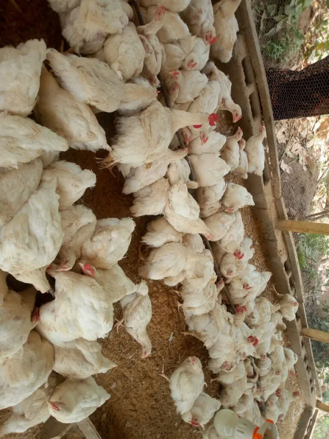 large birds