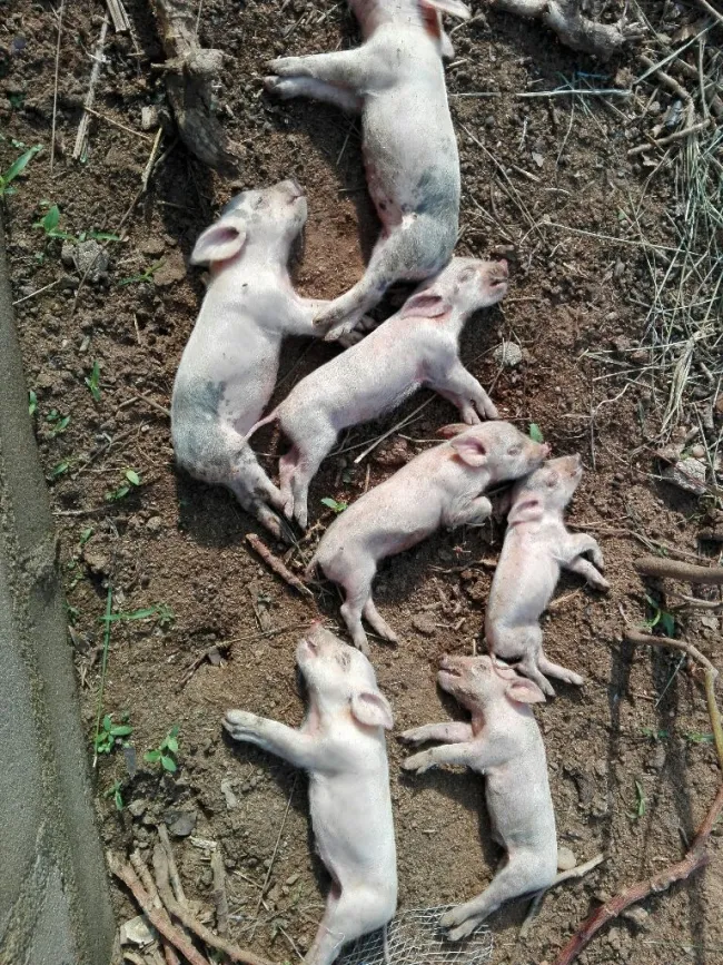 deceased piglets