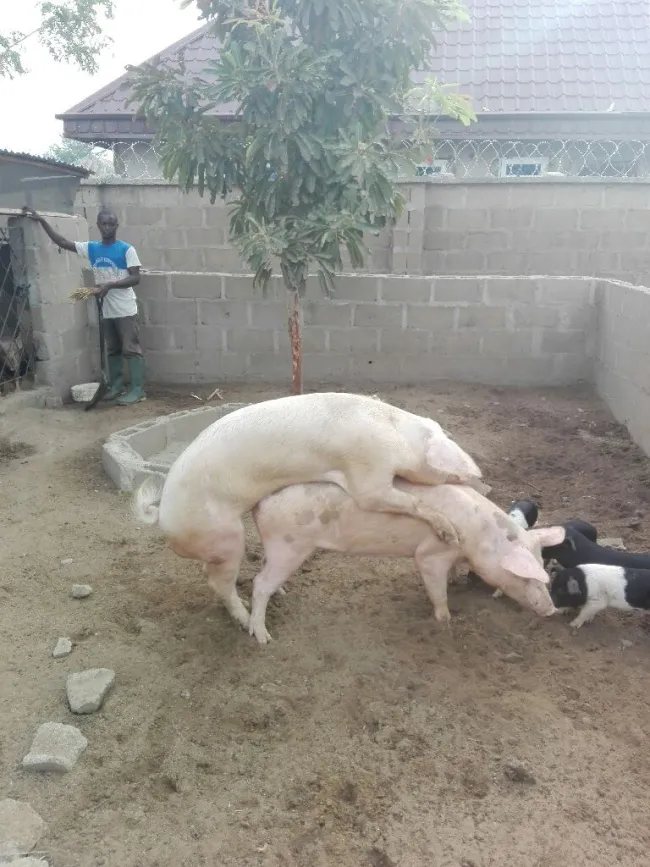 mating act