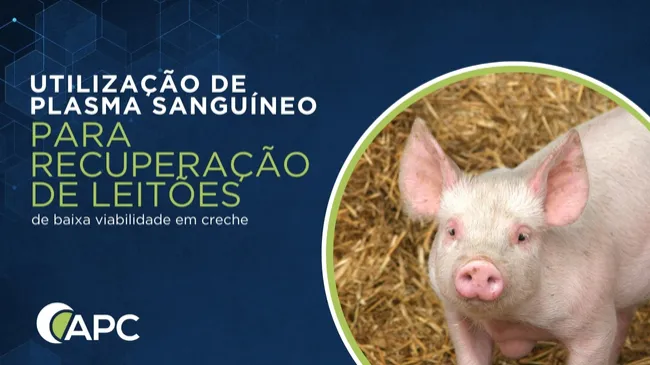 Utilização de plasma sanguíneo para recuperação de leitões de baixa viabilidade em creche