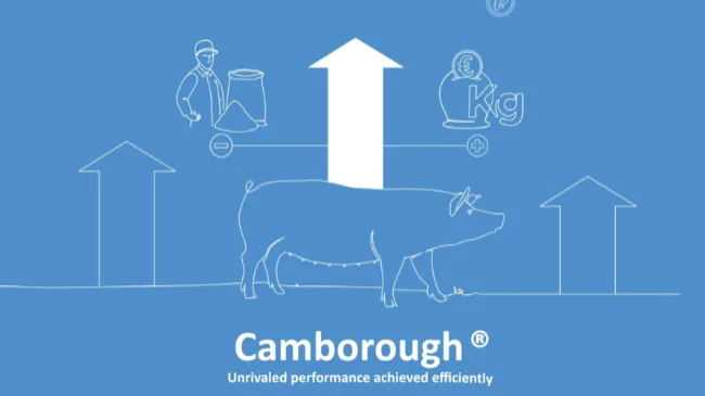 Camborough® - Efficient. Robust. High performing.