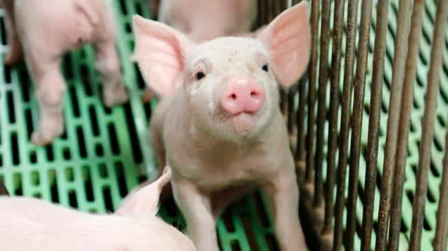 Feeding for Success: Strategic Nutrition at Weaning to Drive Piglet and Sow Performance