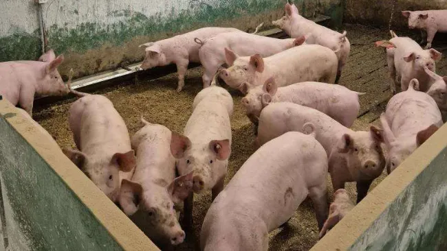 Abstract: “Nunca he cortado una cola de cerdo y nunca lo haré”