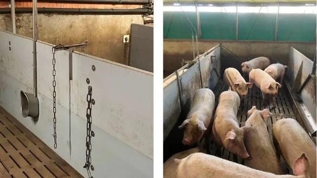 Abstract: Observar y aislar a los animales mordedores: un enfoque proactivo para limitar las mordeduras de cola