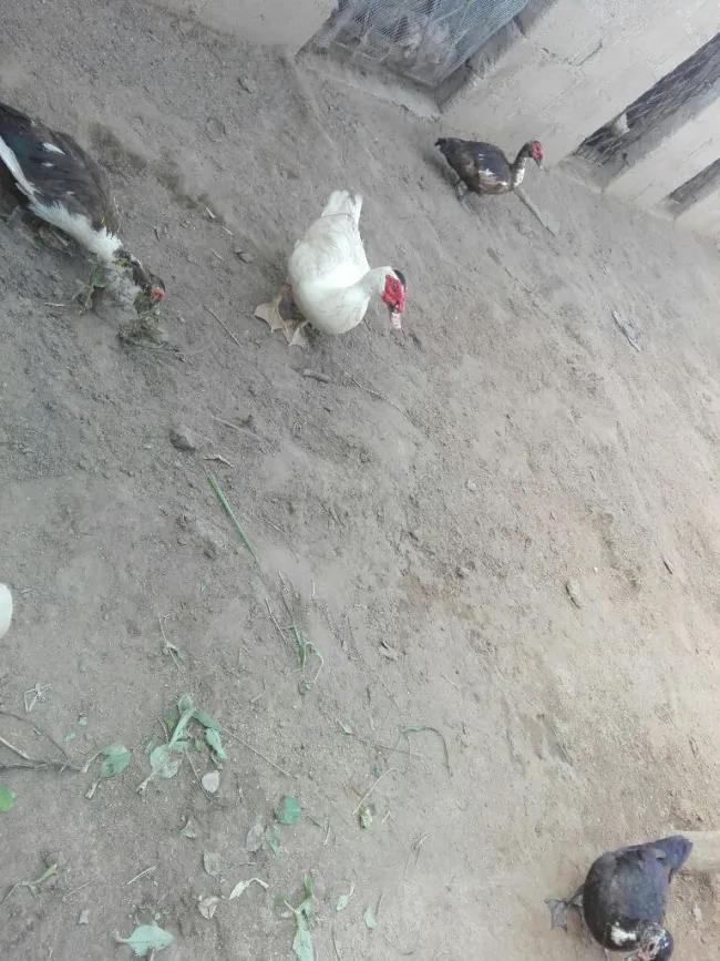 Muscovy