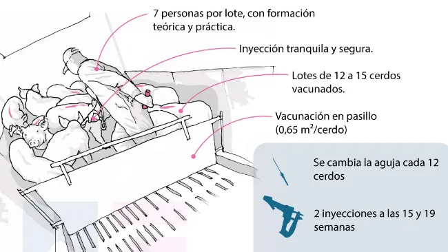 Infografía: Potenciando el valor de la inmunocastración en cerdos de 144 kg
