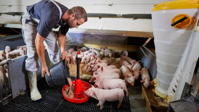 Reduce climate footprint with productive DanBred pigs