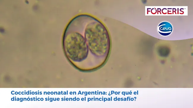 Coccidiosis neonatal en Argentina: ¿Por qué el diagnóstico sigue siendo el principal desafío?