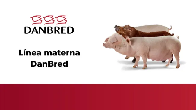 Línea materna DanBred