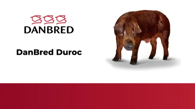 DanBred Duroc