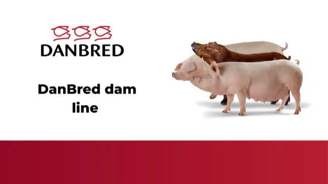 DanBred dam line 