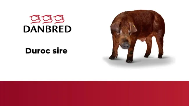 Duroc Sire