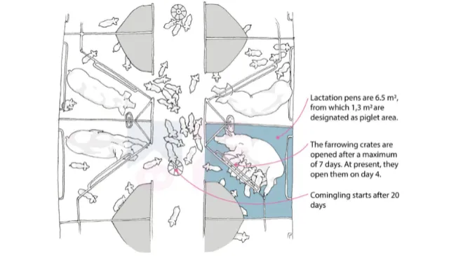 Infographics: Loose lactation & piglet commingling