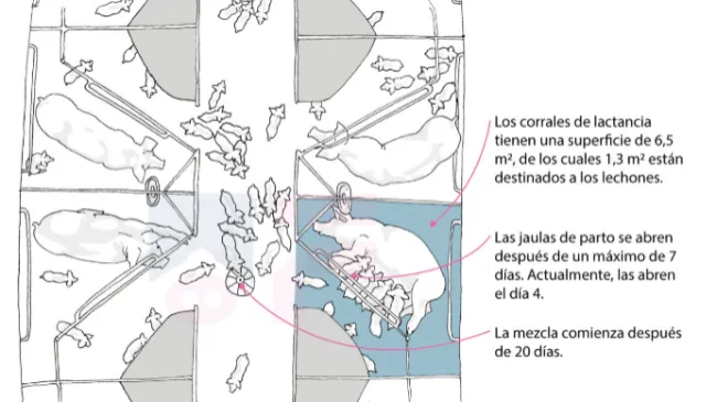Infografía: Lactación libre y mezcla de lechones