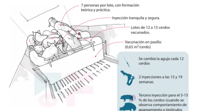 Infografía: Potenciando el valor de la inmunocastración en cerdos de 144 kg