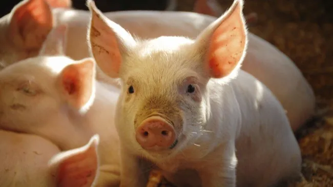 Weaning Pathophysiology in Piglets: Impacts on the Gut, Early Feed Intake and Performance Across the Production Cycle