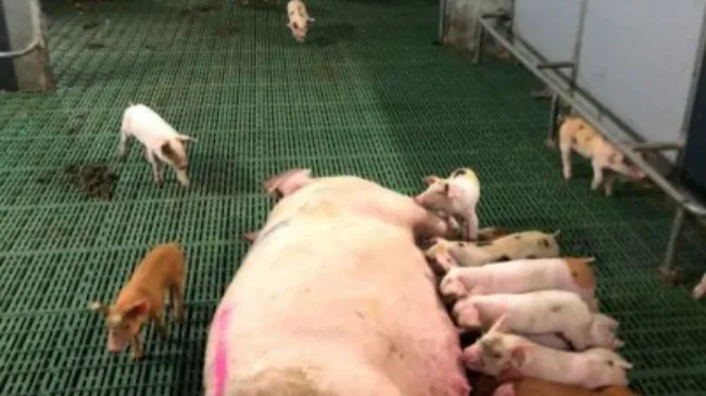 WelFarmers: soluzioni per l'allevamento libero delle scrofe in allattamento