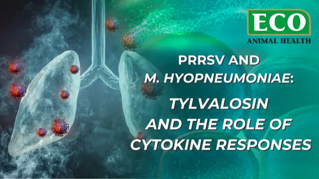 PRRSV and Mycoplasma hyopneumoniae: tylvalosin and the role of cytokine responses