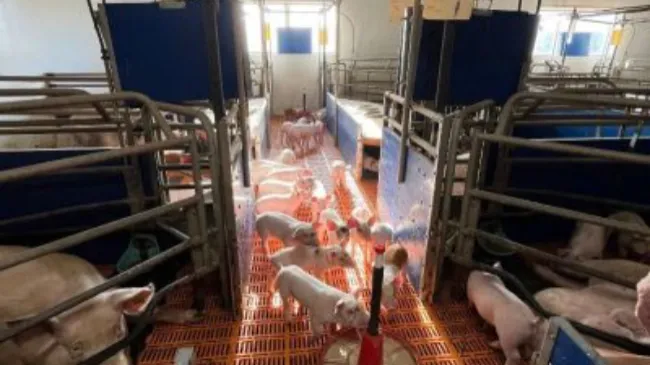 Divieto delle gabbie: rapporto tematico sulle buone pratiche
