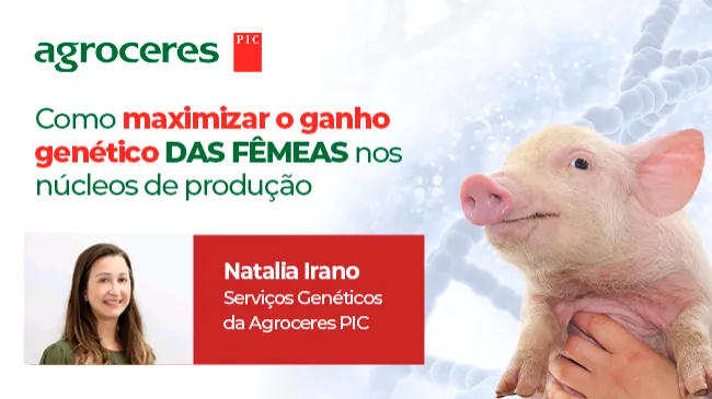 Como maximizar o ganho genético das fêmeas nos núcleos de produção