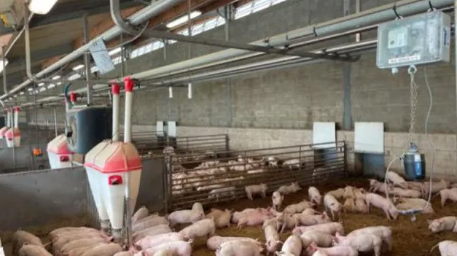 Riassunto: Giusti spazi disponibili, microclima e ambiente per suini senza antibiotici