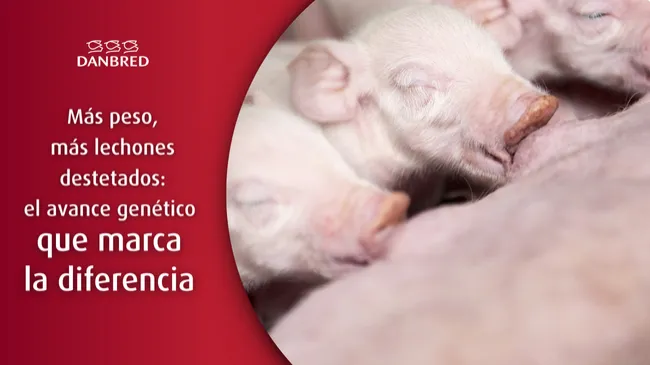 Aumento de peso de la camada: un nuevo avance genético que redefine la productividad en DanBred