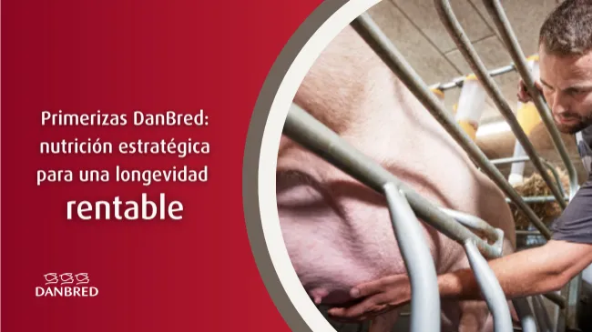 Cómo alimentar a las primerizas DanBred para maximizar prolificidad y longevidad