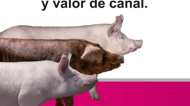 Nuestros machos terminales están diseñados para aportar robustez, ef...