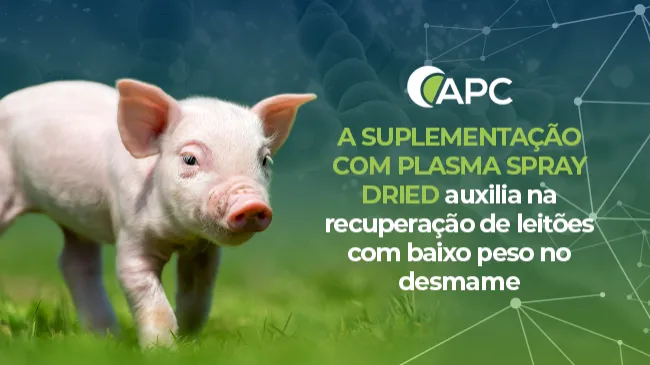 A suplementação com plasma spray dried auxilia na recuperação de leitões com baixo peso no desmame