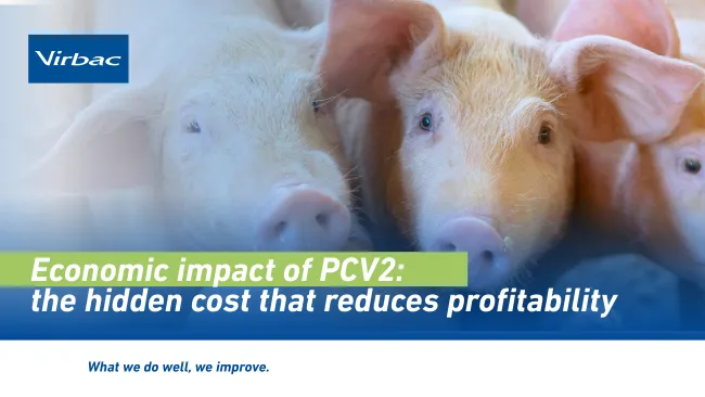 The economic consequences of PCV2 
