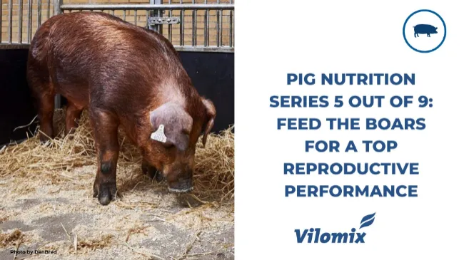 Pig nutrition series 5 out of 9: Feed the boars for a top reproductive performance
