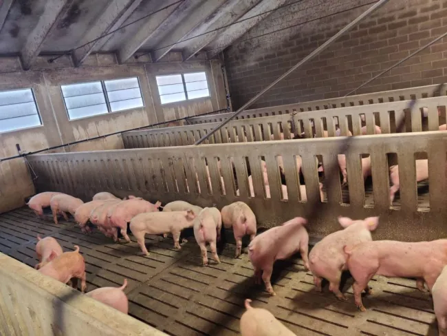 Eccoli… presenti anche questa settimana! 🇩🇰🐷🇮🇹