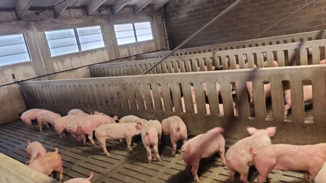 Eccoli… presenti anche questa settimana! 🇩🇰🐷🇮🇹