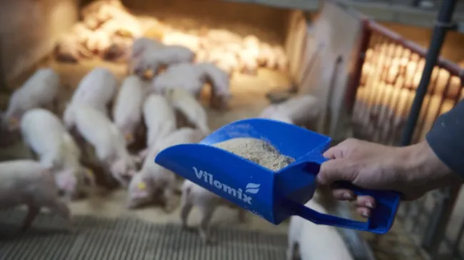 La fibra dietética en la nutrición porcina:  Más allá de lo convencional.- Angelo Bravo La Rosa, Product Manager de Porcino blanco de Vilomix Iberia