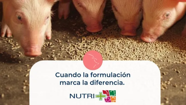En producción porcina, la dieta es una verdadera palanca de negocio