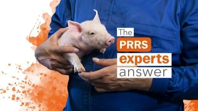 A PRRS positive farm that reached stability has suffered the disease again. What should be done?