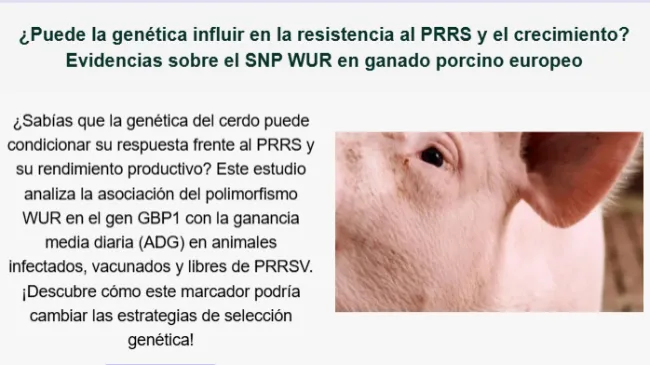 ¿Puede la genética influir en la resistencia al PRRS y el crecimiento? 