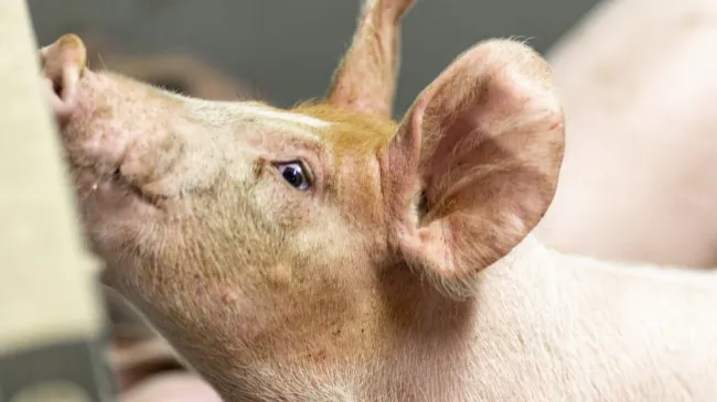 Sostenibilidad sin "ecoblanqueo": nuestro compromiso real con el futuro del sector porcino