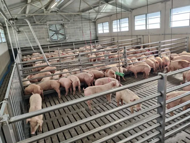 Questa settimana tris di scarichi! 🇩🇰🐷🇮🇹