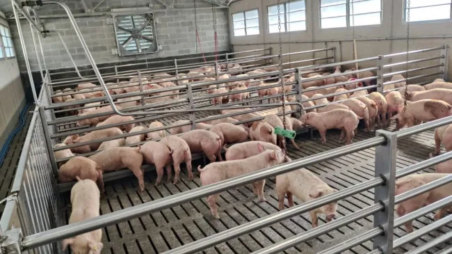 Questa settimana tris di scarichi! 🇩🇰🐷🇮🇹