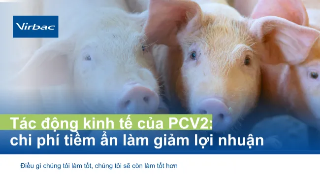 Tác động kinh tế của PCV2